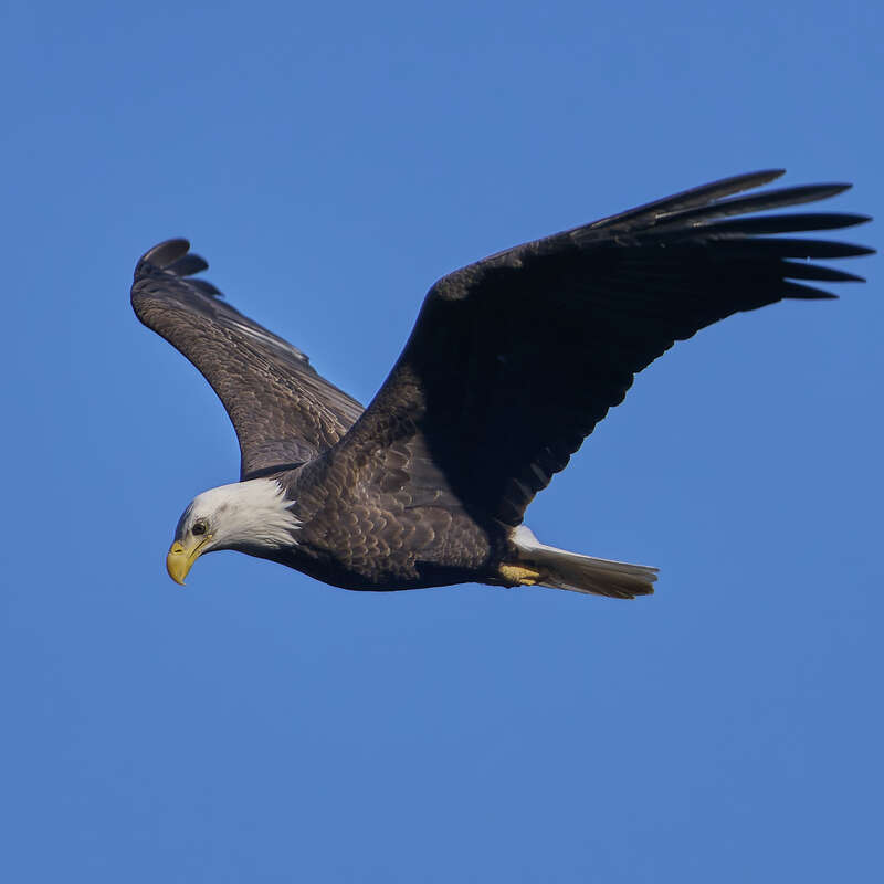 Bald Eagle. Hockanum Reservoir, East Hartford, CT USA