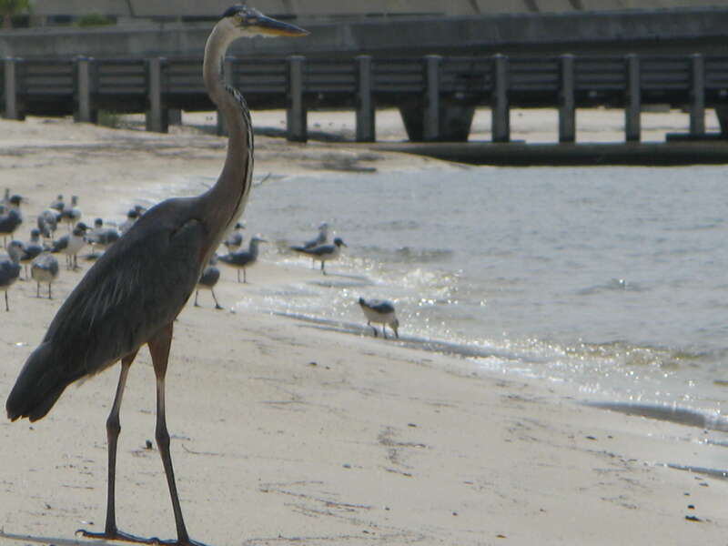 A great blue heron on the gulf coast with seagulls hanging out behind him.
