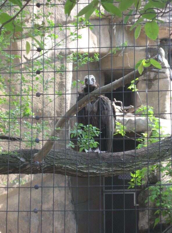 Eurasian Black Vulture also known as the Black Vulture, Monk Vulture, or Cinereous Vulture, at Lincoln Park Zoo, Chicago, USA.