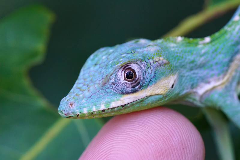 Knight Anole (Anolis equestris)