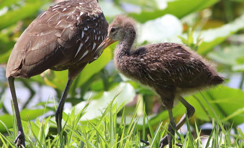 Limpkin (juvenile center)