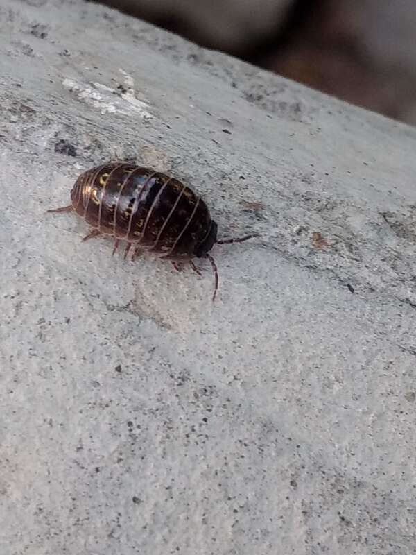 Common Pill Woodlouse (Armadillidium vulgare)
