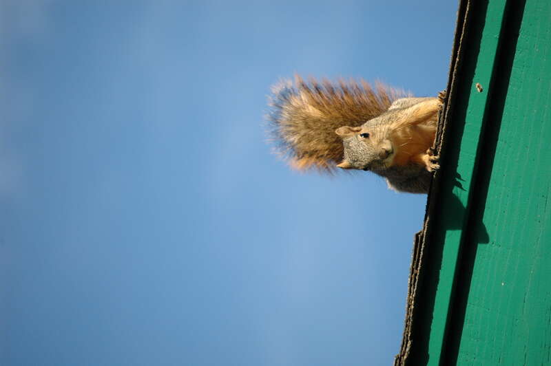 &quot;What do you mean, 'I don't own the house?' &quot;

D70s 200 mm, 1/800 s, f/5.6, ISO 400

Shot JPG in camera and uploaded with no post processing.