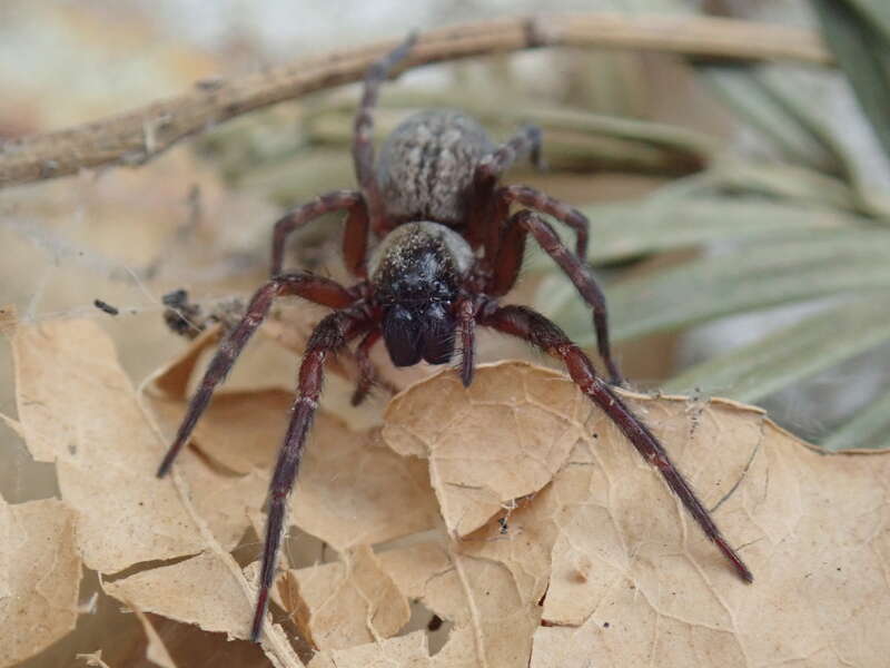 Frontal view of a female Badumna longinqua.