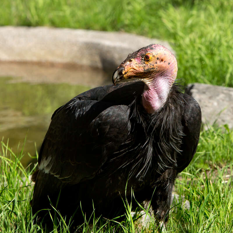 California Condor.jpg