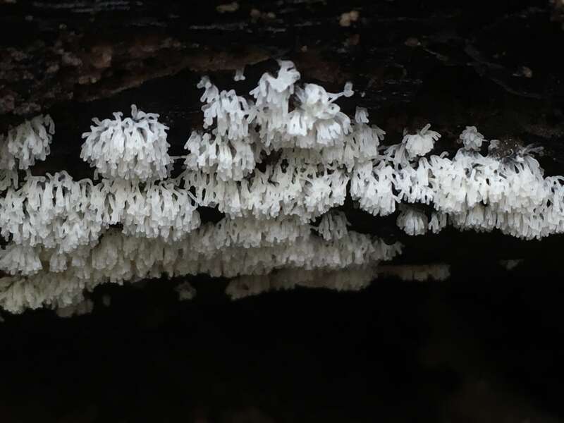 Honeycomb Coral Slime Mold (Ceratiomyxa fruticulosa)