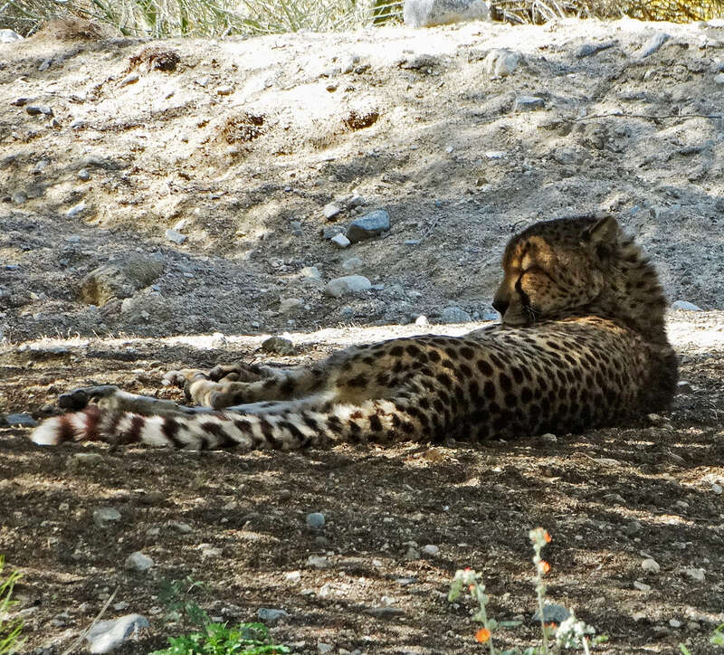 (1 in a multiple picture album)
This young Cheetah was resting in the shade and seemed to be oblivious of things around him.  But you can bet he was not!