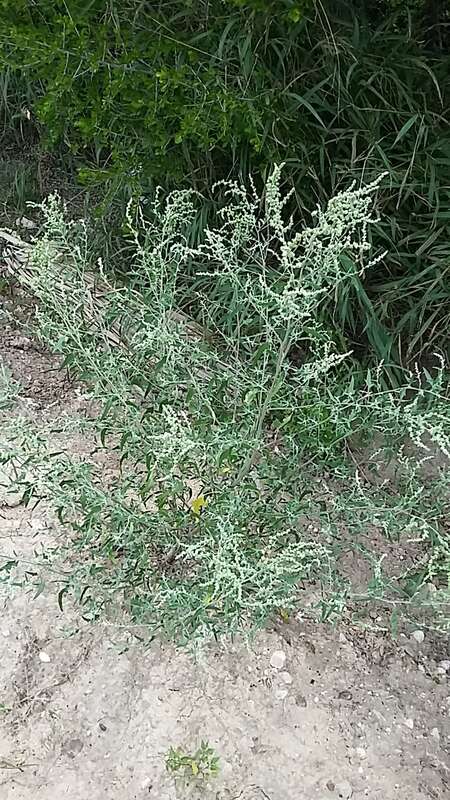 desert goosefoot (Chenopodium pratericola)