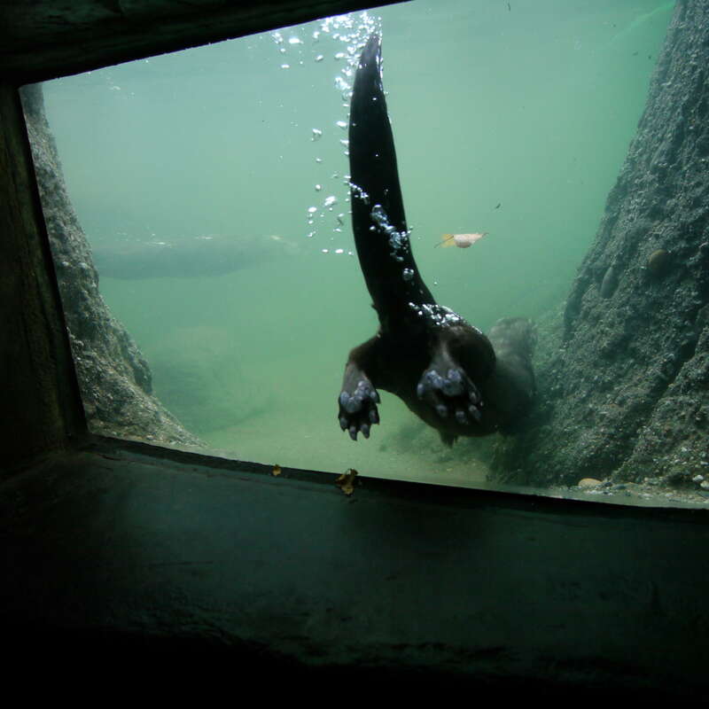 They were pretty active for their kid audience today.