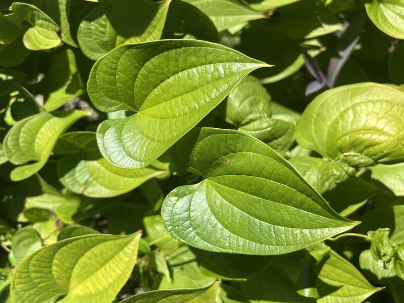 Dioscorea mexicana/Dioscorea macrostachya leaves, growing in Mounts Botanical Garden,West Palm Beach ,Florida, USA