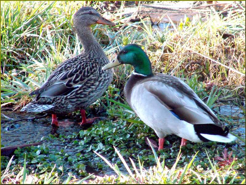 (1 in a multiple picture set)
This handsome couple had apparently left the ducklings behind and were out together enjoying a quiet stroll along the creek at the park.