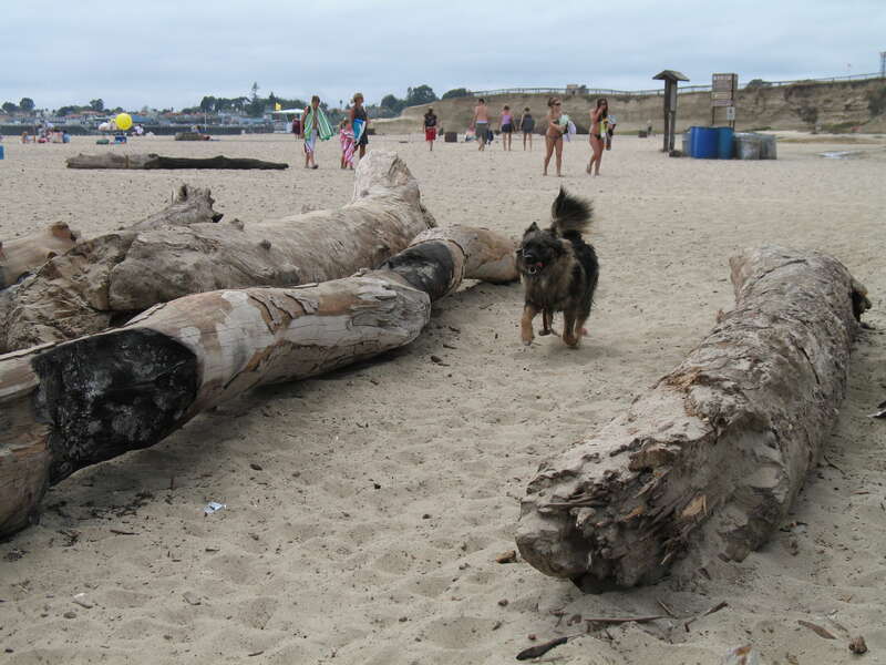 Reese is my son's dog. We walked 7 miles from Scotts Valley to Seabright State Beach in Santa Cruz, California today. All told we walked over 16 miles today.
Reese loves the water, but this was her first time at the beach. It turns out she's afraid