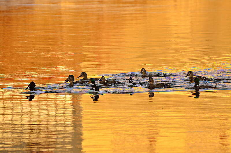On the Fox River in Dundee, IL