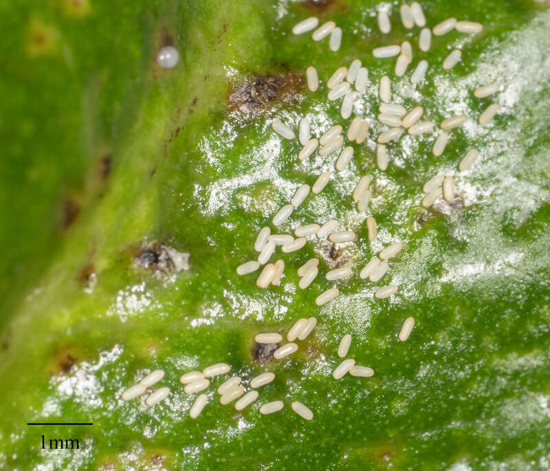 Cuban Laurel Thrips (Gynaikothrips ficorum) in the United States