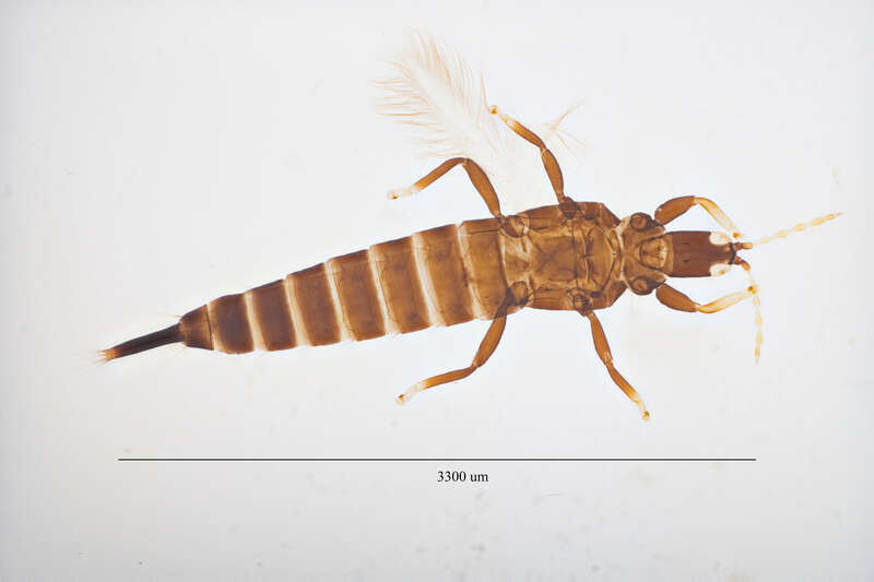 Cuban Laurel Thrips (Gynaikothrips ficorum) in the United States