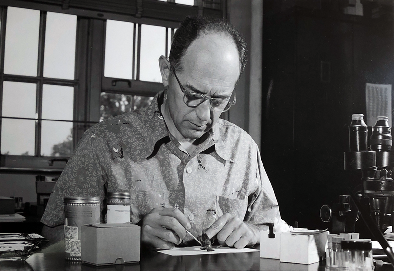 Herbert H. Ross working at INHS 1951