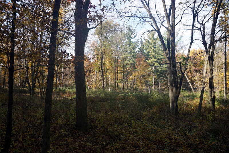 The Holy Hill Segment of the Ice Age Trail in Hubertus, Wisconsin (United States).