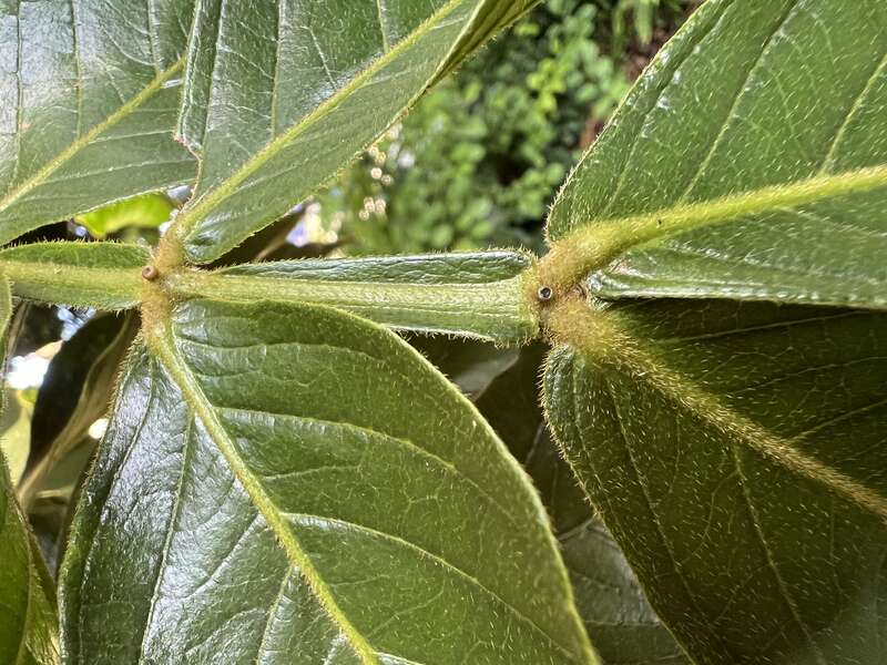 Inga edulis to show extrafloral nectaries, growing at Mounts Botanical Garden in West Palm Beach, Florida USA