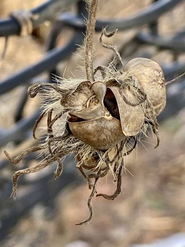 ivy-leaved morning-glory (Ipomoea hederacea)