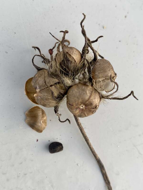 ivy-leaved morning-glory (Ipomoea hederacea)