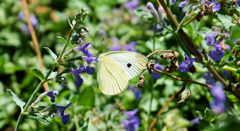 500px provided description: It S Not A Mole Ps []