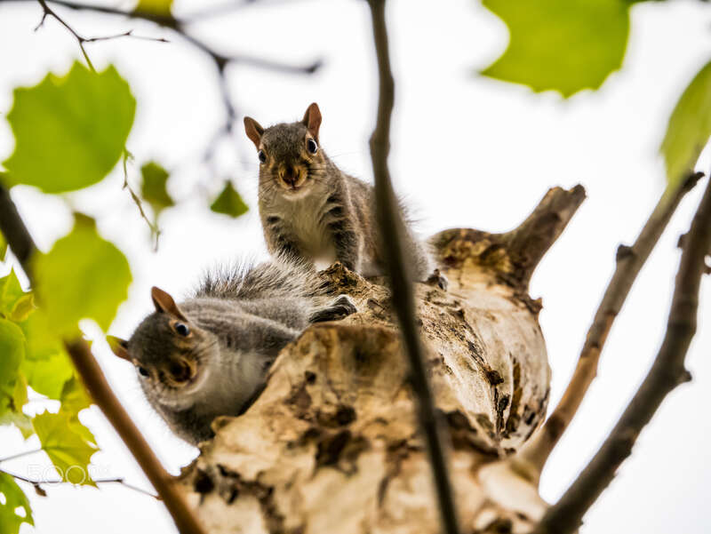 500px provided description: The squirrels were on top of the tree. I'm not used to the lens and i thought they were comming  at me. [#park ,#trees ,#sky ,#forest ,#beauty ,#animals ,#tree ,#beautiful ,#animal ,#square ,#cute ,#green ,#wildlife