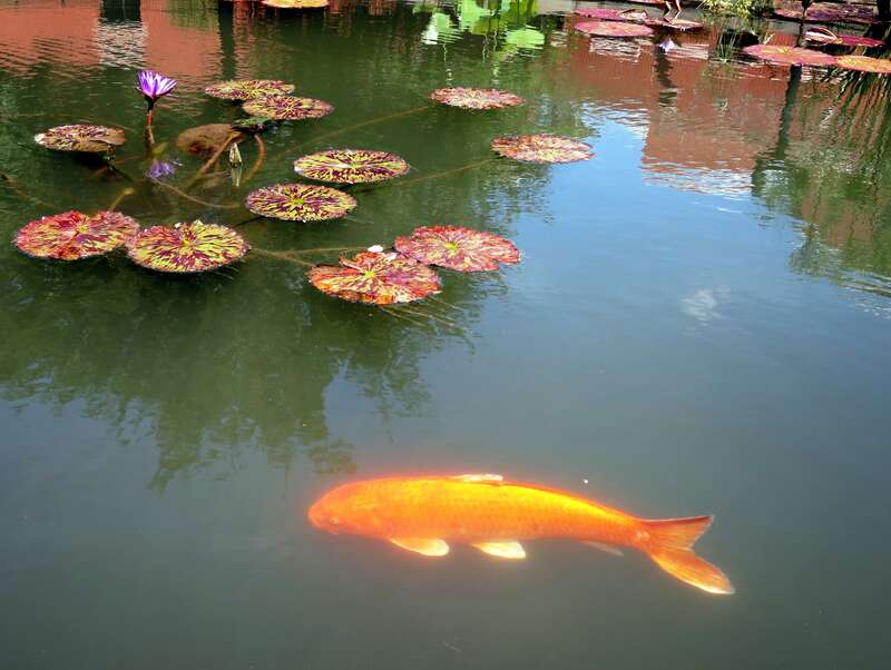 Large Goldfish in Carroll Creek