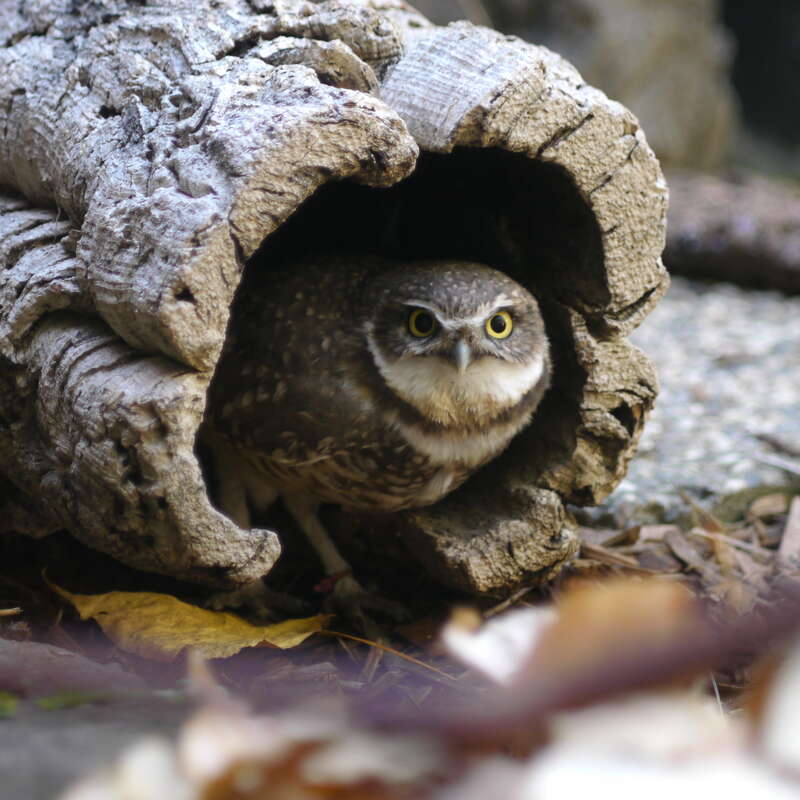 The burrowing owl was a bit taken aback.