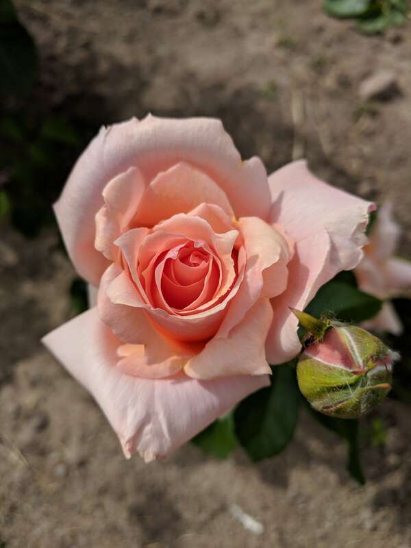 en:Hybrid tea rose &quot;Apricot Candy&quot; blooming during the 2018 Maplewood Rose Festival in en:Maplewood Park in en:Rochester, New York