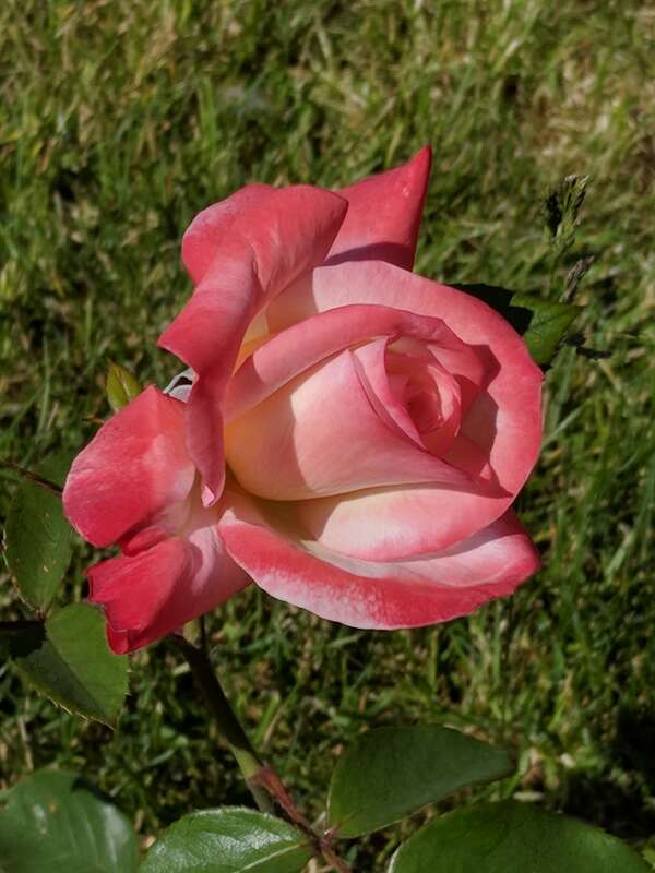 'Gemini' en:Hybrid tea rose photographed during the 2018 Maplewood Rose Festival in en:Maplewood Park in en:Rochester, New York