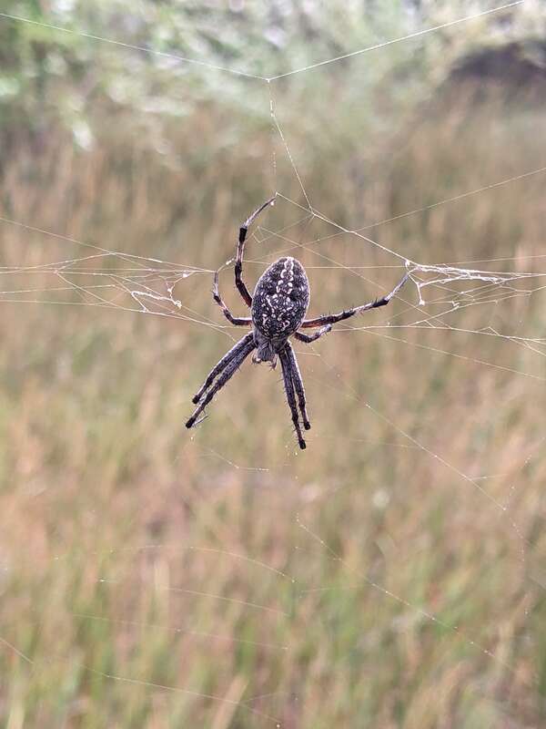 Orb weaver spider (Araneinae) -potentially Western Spotted Orbweaver (Neoscona oaxacensis)