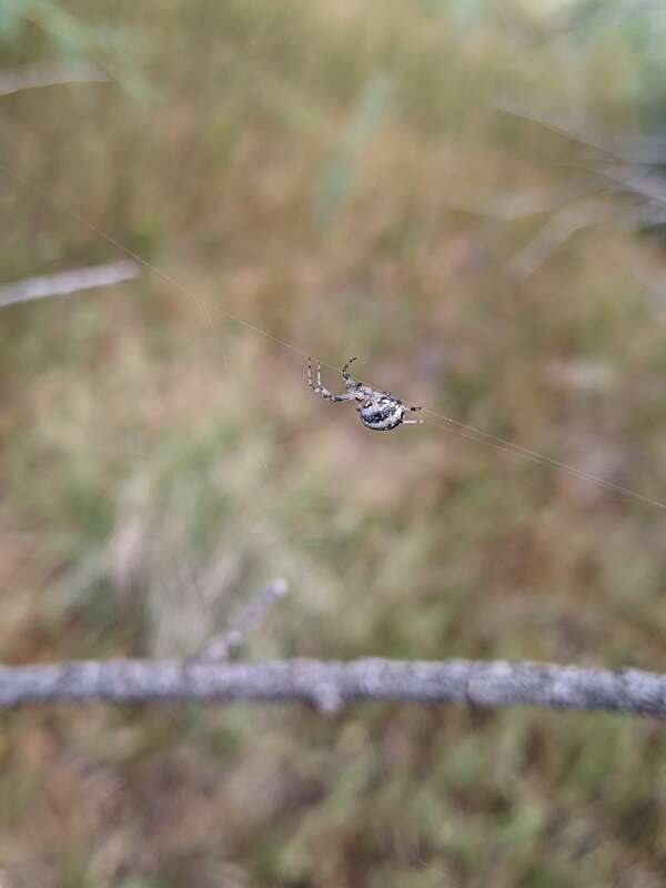 Orb weaver spider (Araneinae) -potentially Western Spotted Orbweaver (Neoscona oaxacensis)
