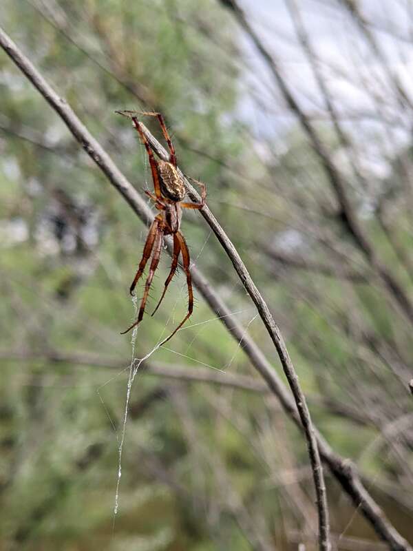 Orb weaver spider (Araneinae) -potentially Western Spotted Orbweaver (Neoscona oaxacensis)