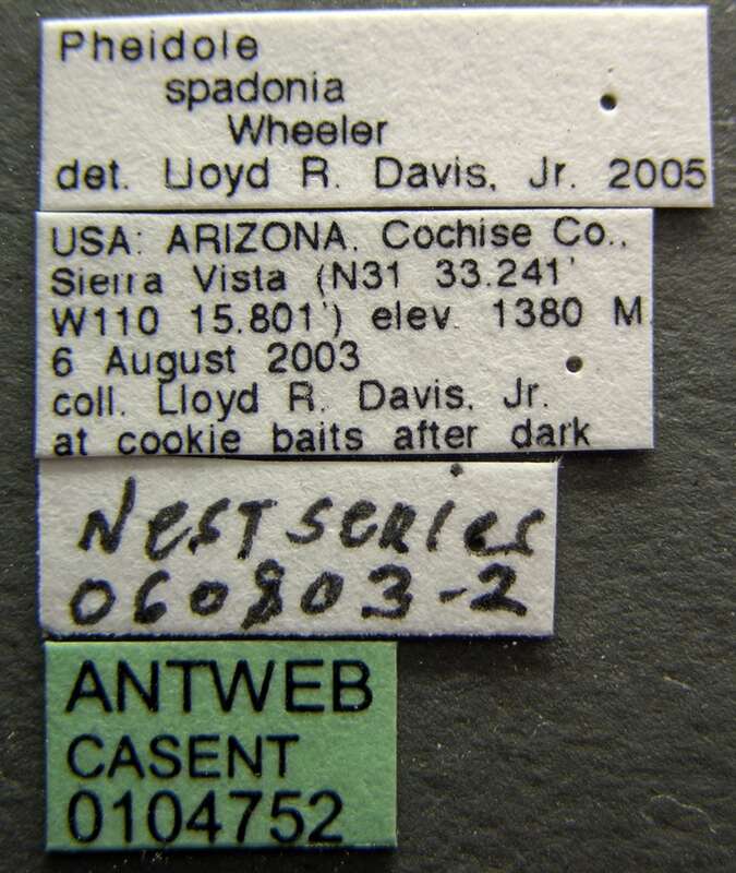 Label view of ant Pheidole spadonia specimen casent0104752.