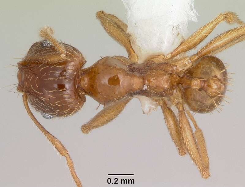 Dorsal view of ant Pheidole spadonia specimen casent0104753.