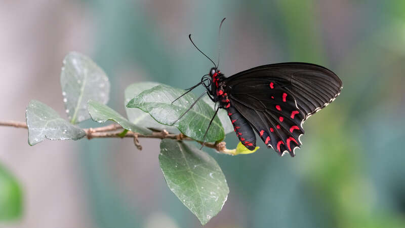 Pink-spotted Cattleheart