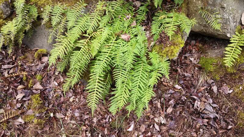 Polypodium glycyrrhiza  (licorice fern) Seen on a walk in Shoreline, Washington.

IMG_20140404_092140_295