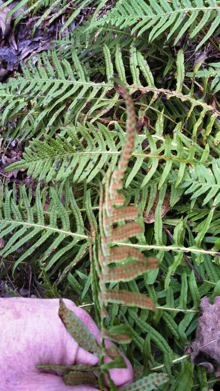 Polypodium glycyrrhiza  (licorice fern) with sori Seen on a walk in Shoreline, Washington.

IMG_20140404_092155_366