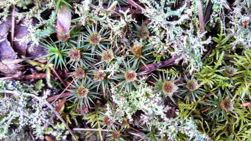 A Polytrichum species, I think the central structure might be antheridia.  Also, a lichen, I am not sure what it is. Seen on a walk in Shoreline, Washington.

IMG_20140404_092324_432