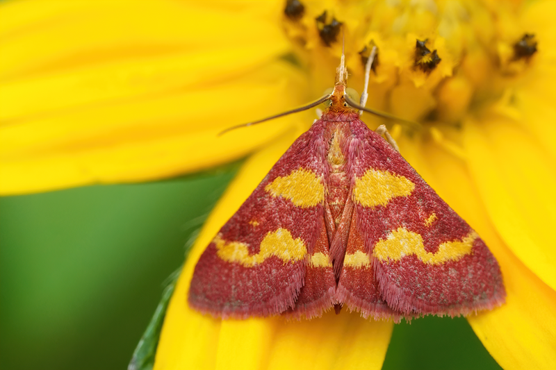 Coffee-loving Pyrausta Moth (Pyrausta tyralis)