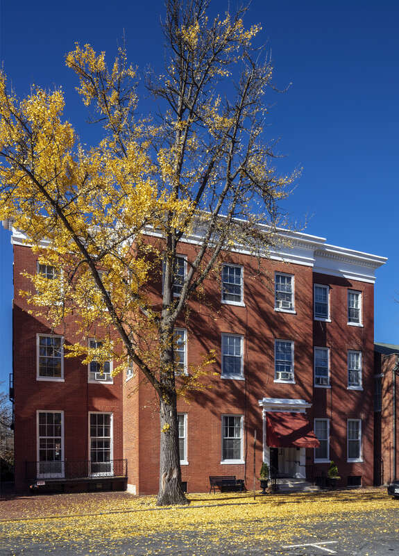 The Record Street Home and ginkgo, Frederick, Maryland, USA