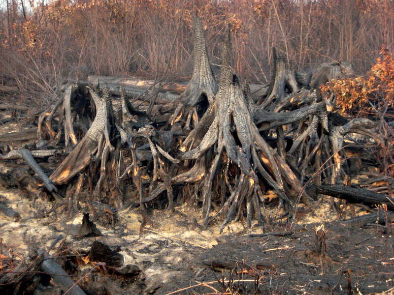 Suffolk, VA, August 2011: Burned stumps show why falling trees were a hazard at the Lateral West Fire in Great Dismal Swamp.  In some areas, the Lateral West and 2008 South One fires combined to burn peat 6 feet down.  Credit: Steve Bingham/USFWS.