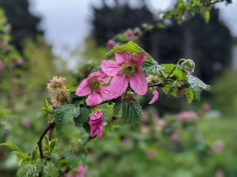 Closeup of Salmonberry flowers (Rubus spectabilis), in Spring (April 2022)