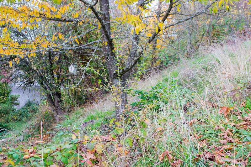 A birdhouse marks the general location of Eugene Skinner's first cabin in Eugene, Oregon