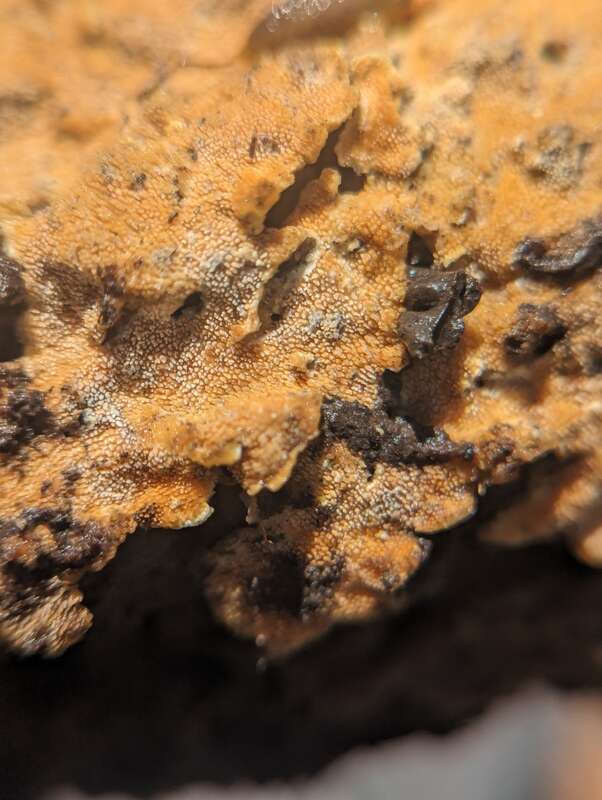 Ochre Spreading Tooth (Steccherinum ochraceum)