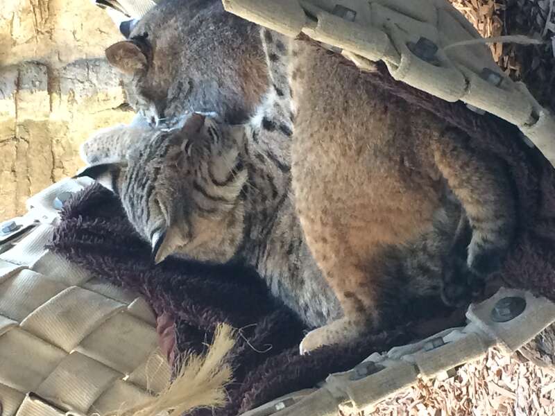 Two bobcats sleeping together at the Curiodyssey museum of San Mateo, California.