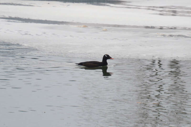 Great Miami River, Hamilton, Ohio