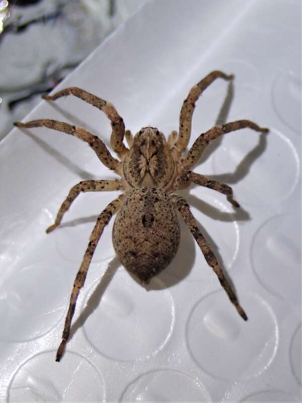 Mediterranean Spiny False Wolf Spider (Zoropsis spinimana)