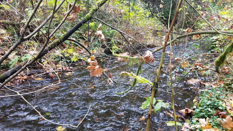 Kelsey Creek in Bellevue's Crossroads neighborhood in November of 2017.