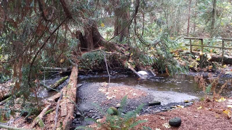 Kelsey Creek in Bellevue's Crossroads neighborhood in November of 2017.